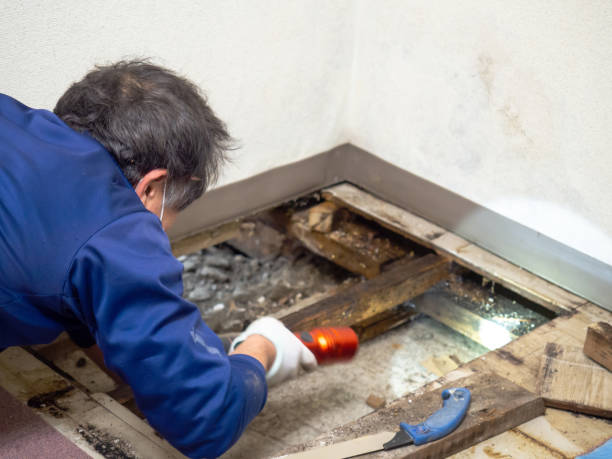 Best Basement Mold Remediation in Northport, NY